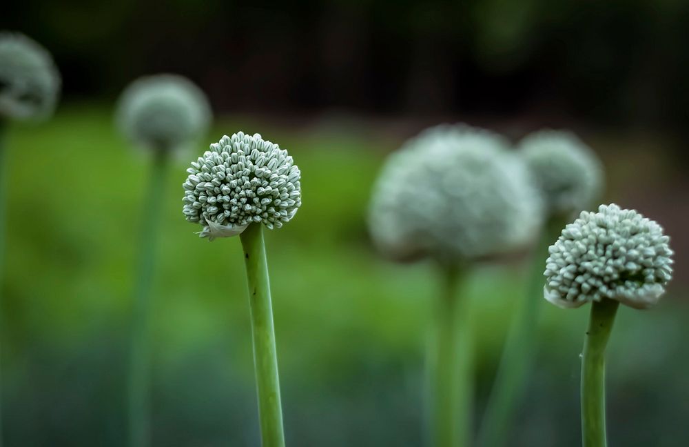 Close up of growing onion flowers with seeds. Free public domain CC0 photo.