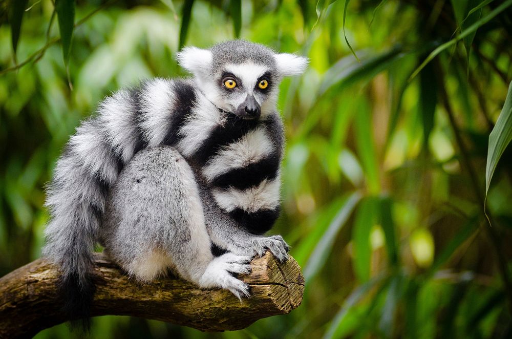 Free closeup on ring-tailed lemur image, public domain animal CC0 photo.