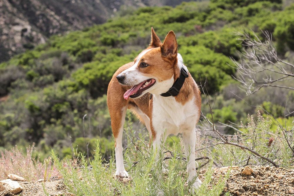 Free white and brown dog standing on mountain image, public domain animal CC0 photo.