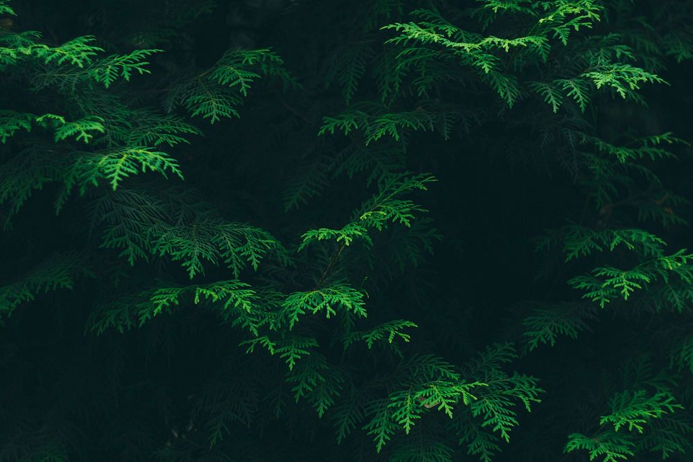 Forest shrubs. Free public domain CC0 photo.