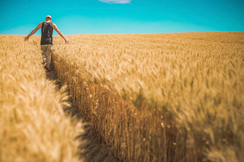 Free man walking between wheat spikes image, public domain agriculture CC0 photo.