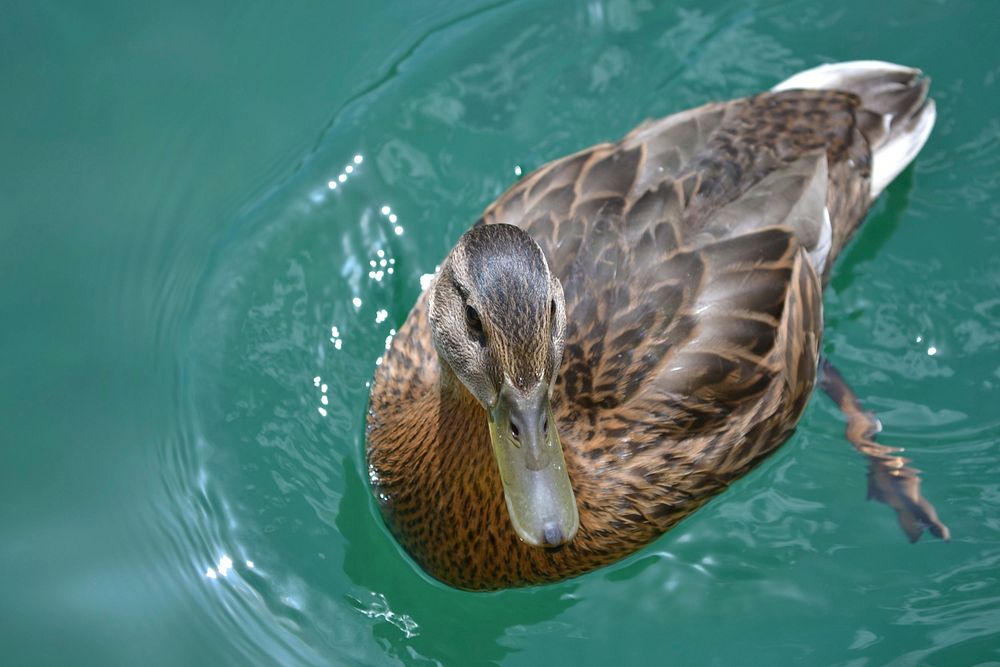 Free duck swimming in lake image, public domain animal CC0 photo.