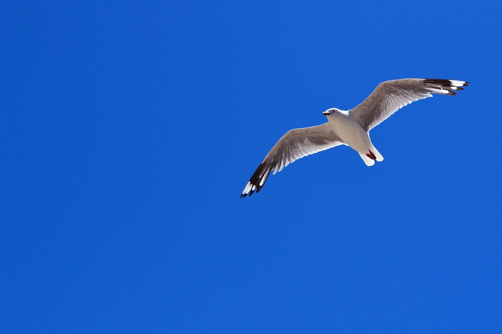 Free flying bird image, public domain avian CC0 photo.