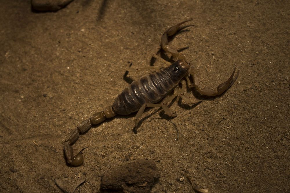 Free scorpion image, public domain wildlife CC0 photo.