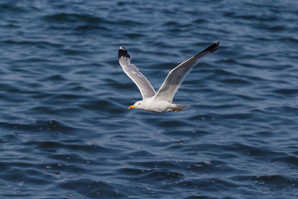 Free yellow-legged gull flying over the sea image, public domain animal CC0 photo.
