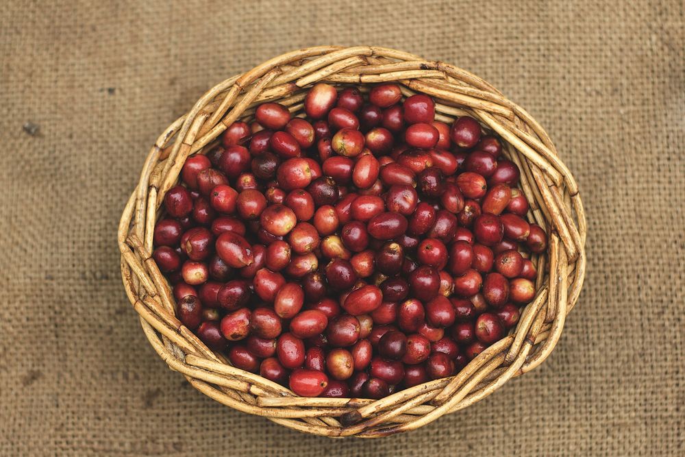 Red raw coffee bean in basket image, public domain food CC0 photo.