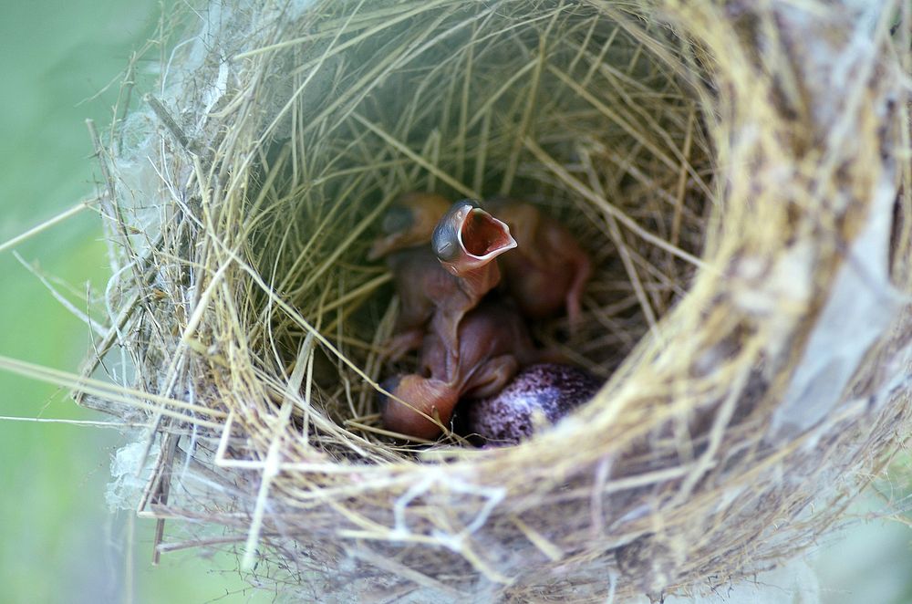 Free baby bird in nest image, public domain animal CC0 photo.