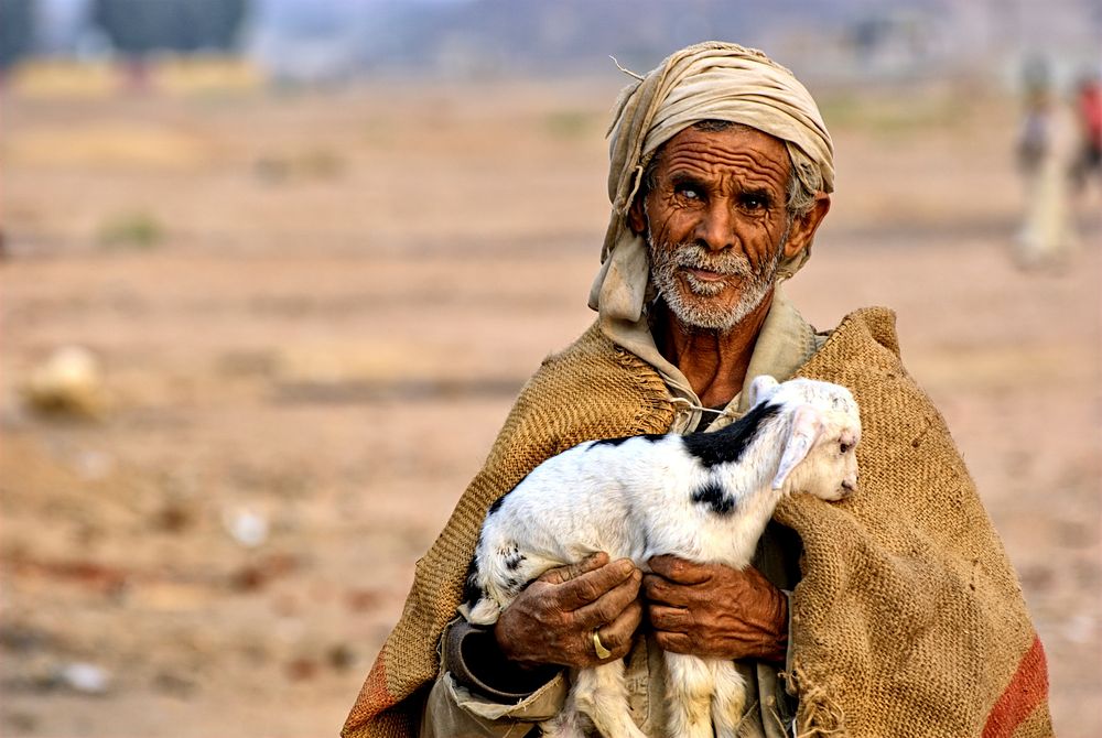 Old Bedouin sheepherder in Egypt - 23 October 2015