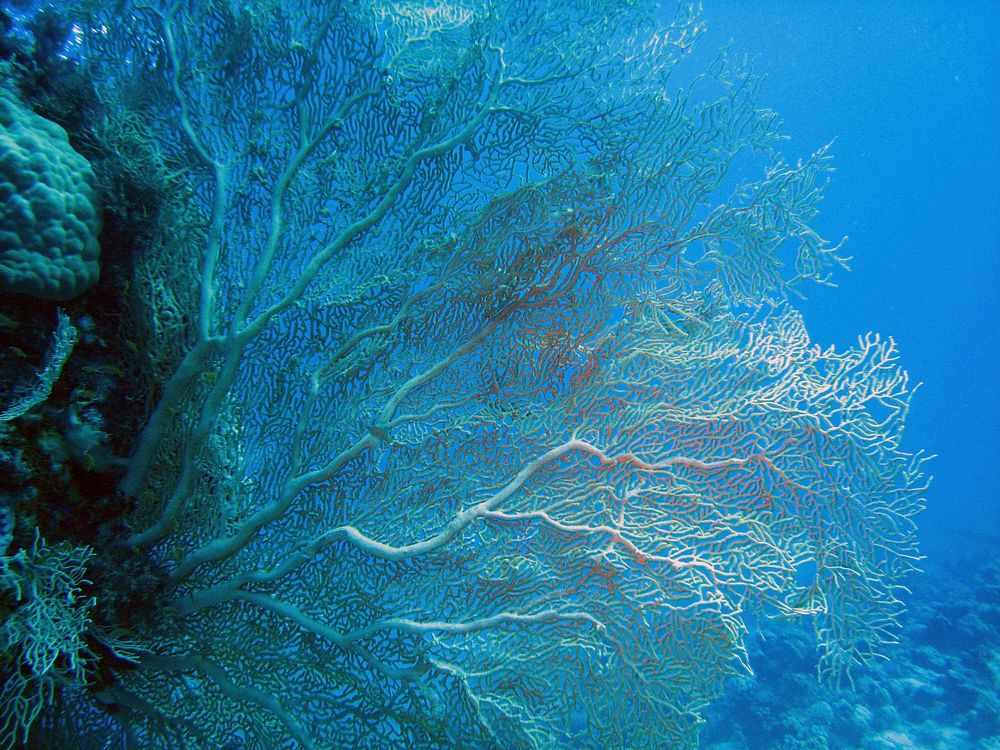 Coral reef underwater close up. Free public domain CC0 photo.