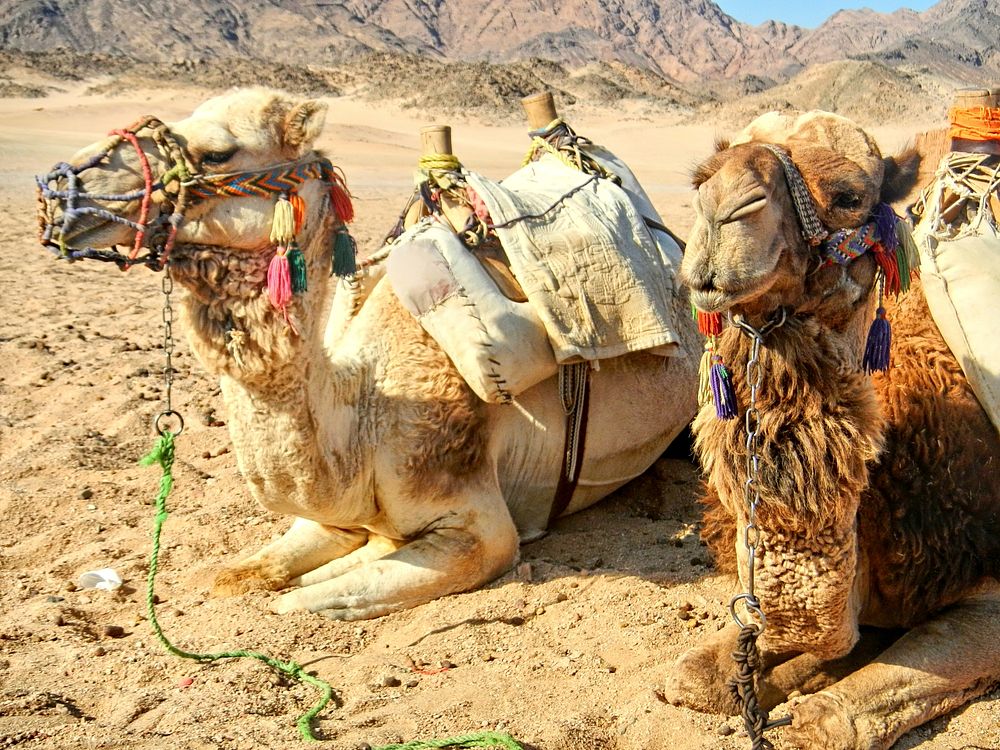 Camels rest on dessert. Free public domain CC0 photo