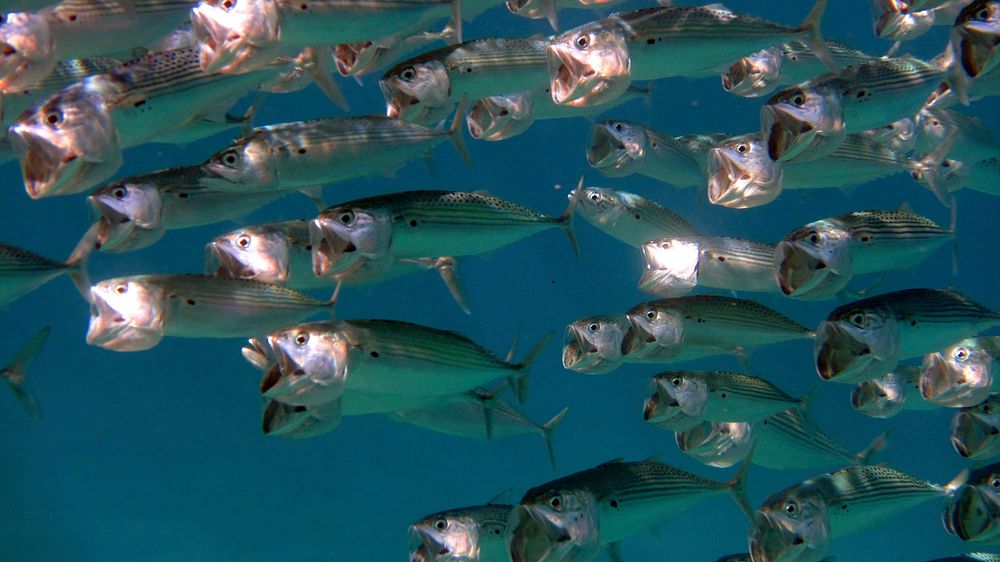 Indian mackarels swimming in group. Free public domain CC0 photo.