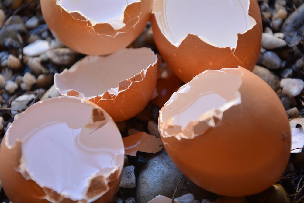 Broken eggs. Free public domain CC0 photo