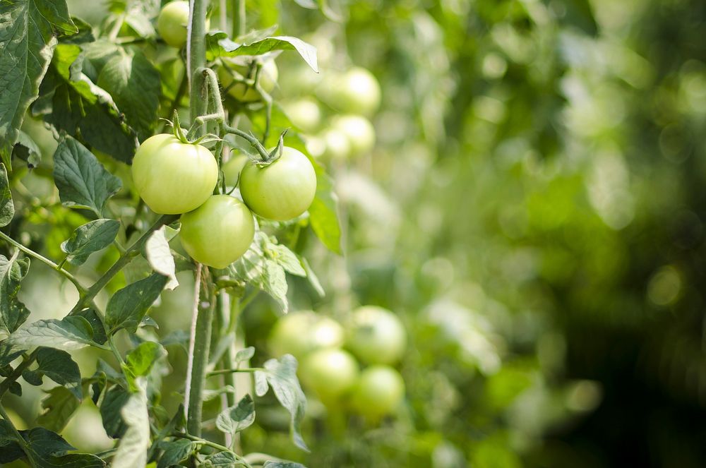 Closeup on green tomato plant. Free public domain CC0 image.