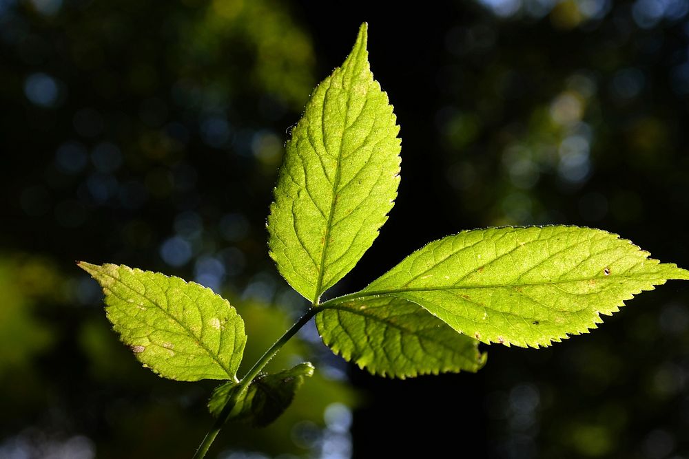 Green leaf. Free public domain CC0 image.