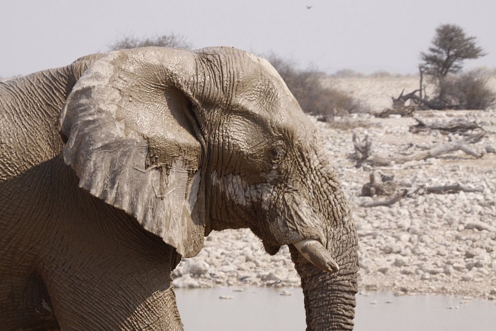 Elephant, animal & wildlife image. Free public domain CC0 photo.