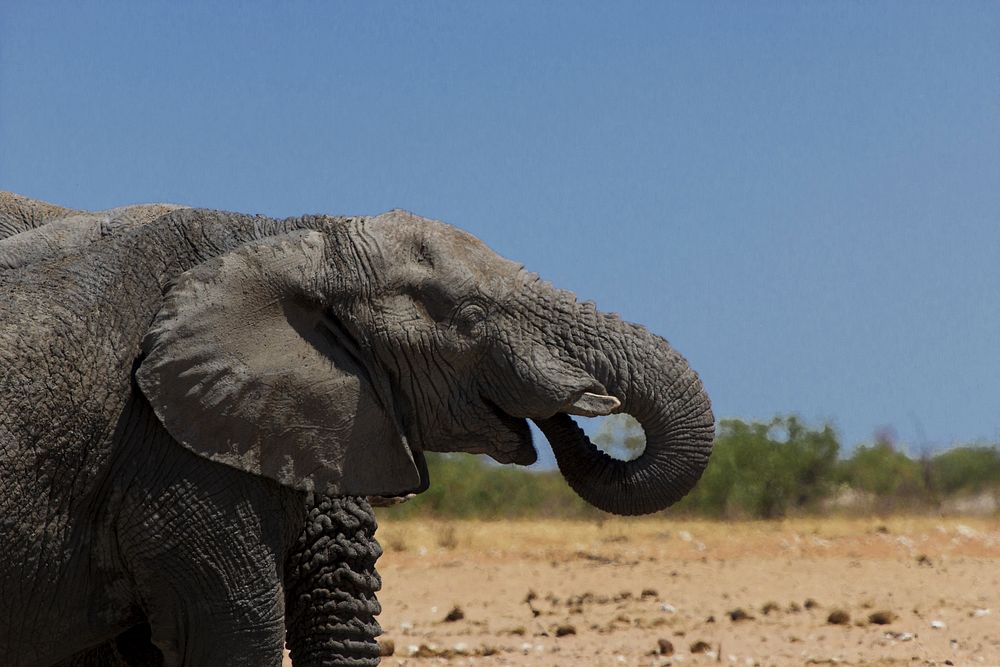 African elephant at the Serengeti. Free public domain CC0 photo.