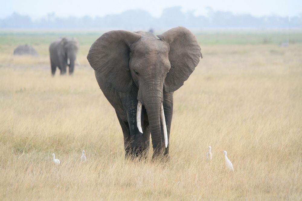 Majestic African elephant in wild. Free public domain CC0 photo.