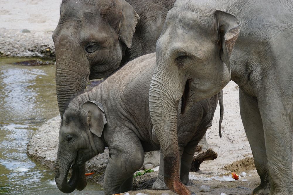 Elephant at watering hole. Free public domain CC0 photo.