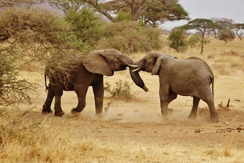 Two elephants play fighting. Free public domain CC0 photo.