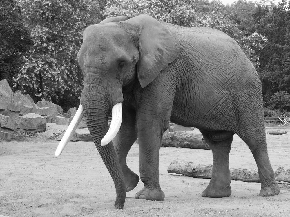 Wild elephant, black and white. Free public domain CC0 photo.