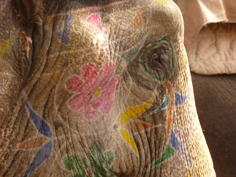 Painted head elephant. Free public domain CC0 photo.