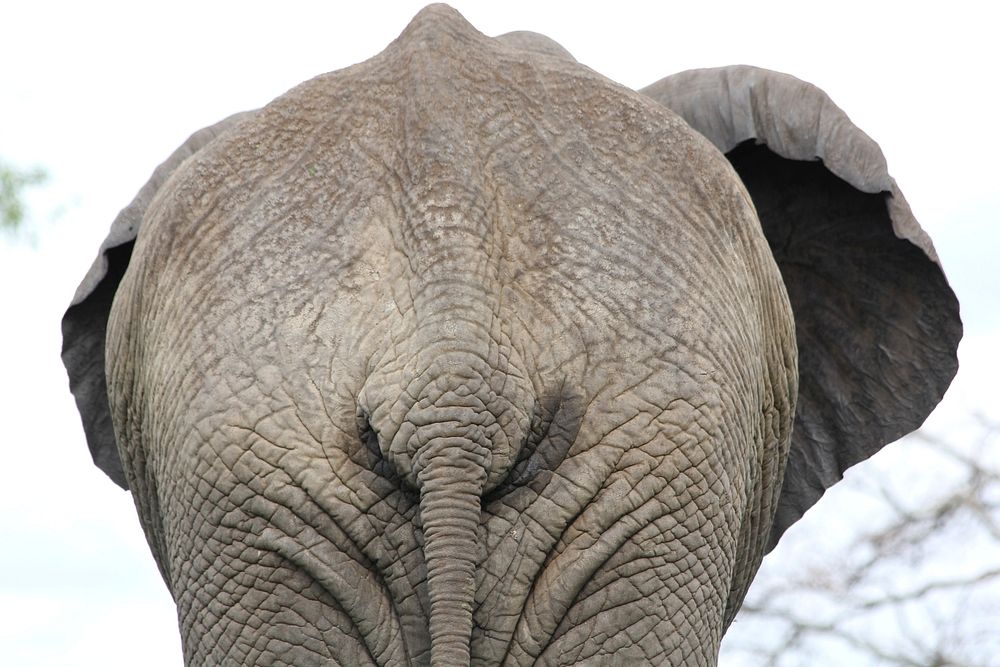 Elephant, animal & wildlife image. Free public domain CC0 photo.