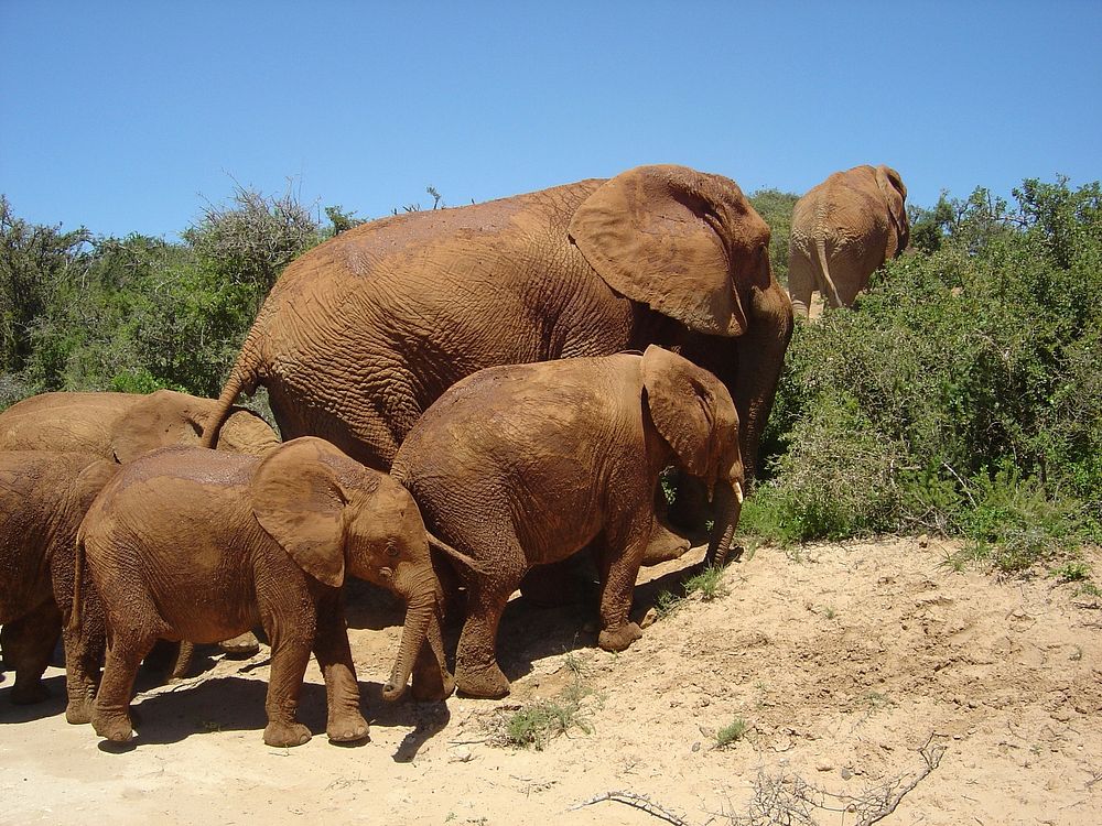 Elephant family & herd in nature. Free public domain CC0 photo.