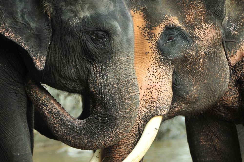 Two elephants play fighting. Free public domain CC0 photo.