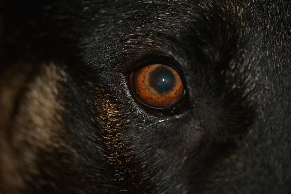 Wolf eye closeup. Free public domain CC0 image.