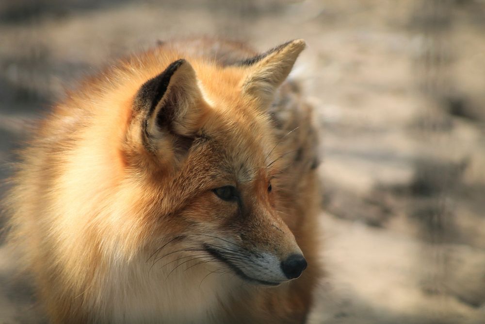 Red fox, wild animal background. Free public domain CC0 photo.