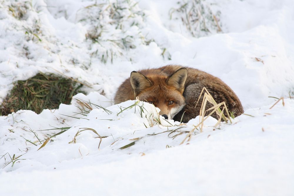 Red fox in snow. Free public domain CC0 image.