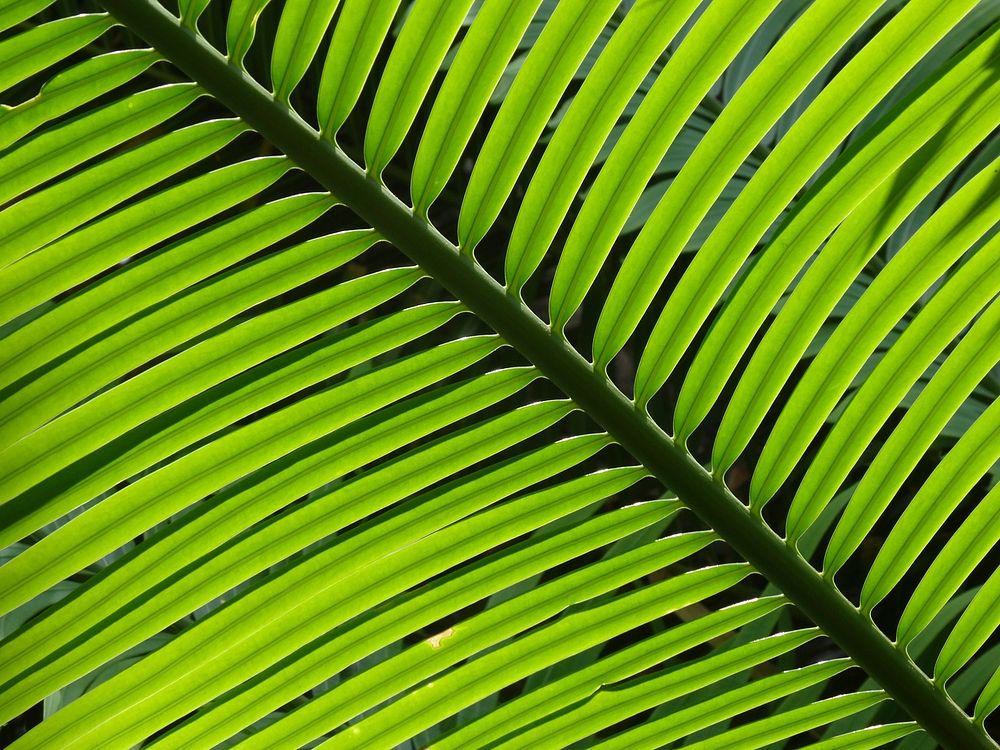 Palm leaf. Free public domain CC0 image.