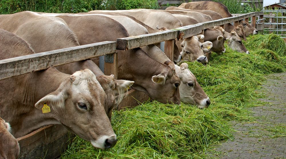 Cattle feeding on grass, livestock animal image. Free public domain CC0 photo.