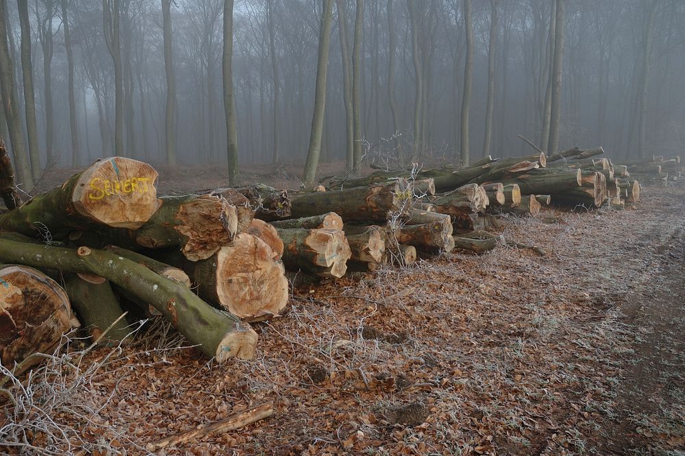 Pile of timber background. Free public domain CC0 photo.