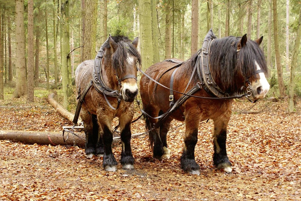 Draught horses, animal image. Free public domain CC0 photo.