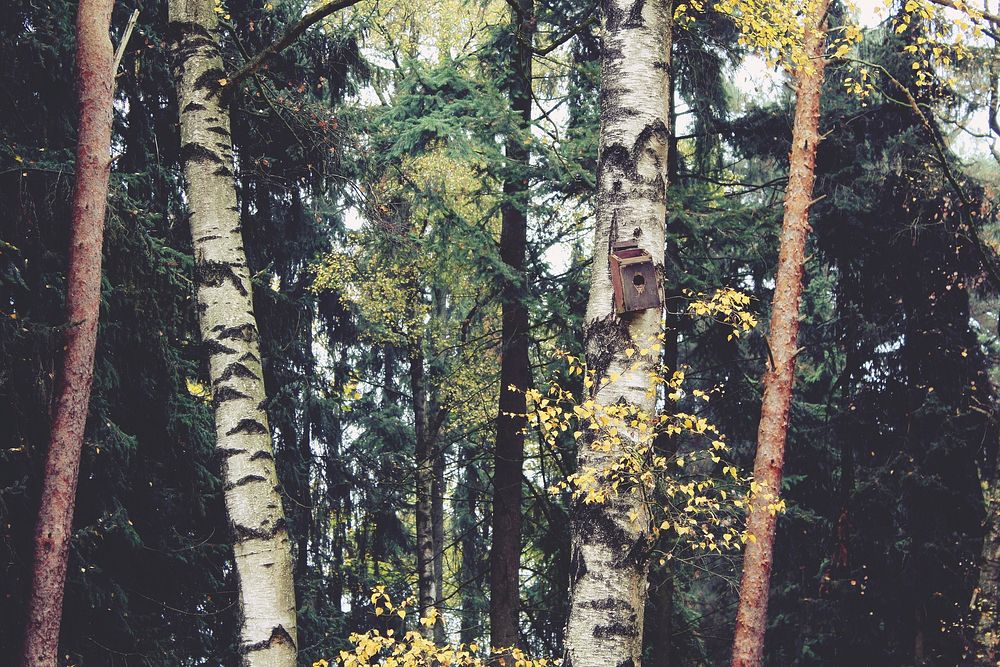 Beautiful Autumn forest background. Free public domain CC0 photo.