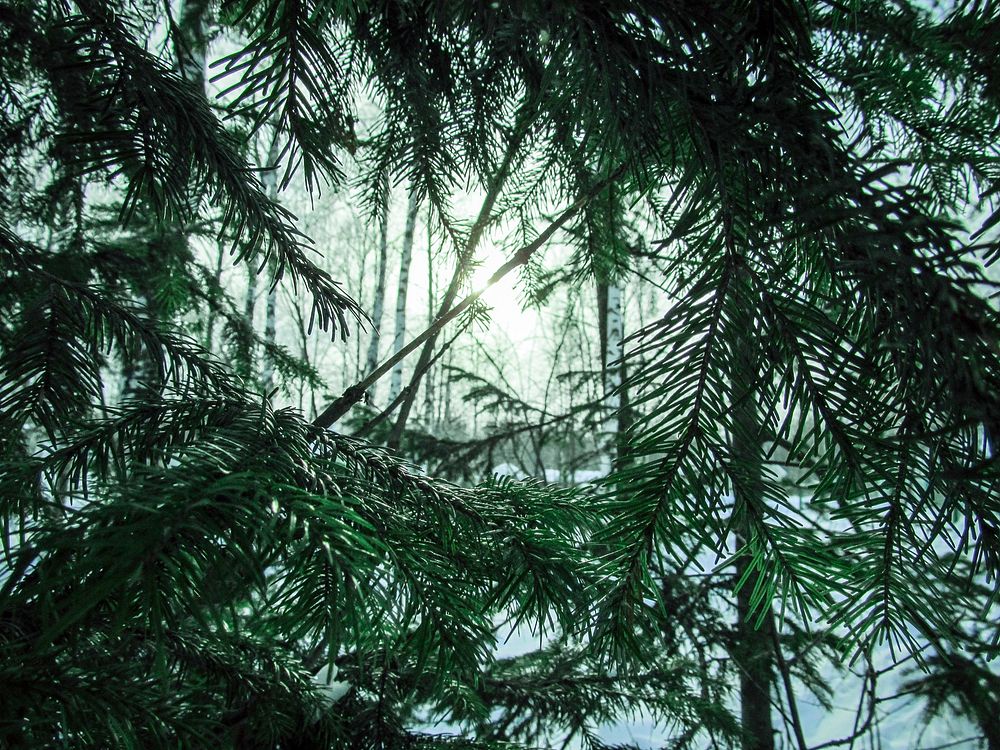 Closeup on pine tree branches. Free public domain CC0 image.