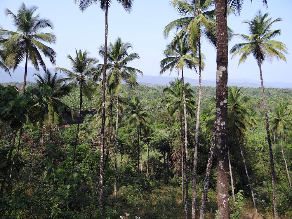 Forest coconut groves. Free public domain CC0 photo.
