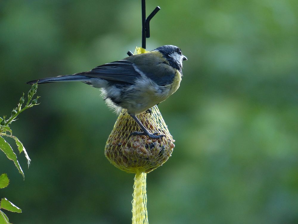 Bird eating from tallow ball. Free public domain CC0 photo.