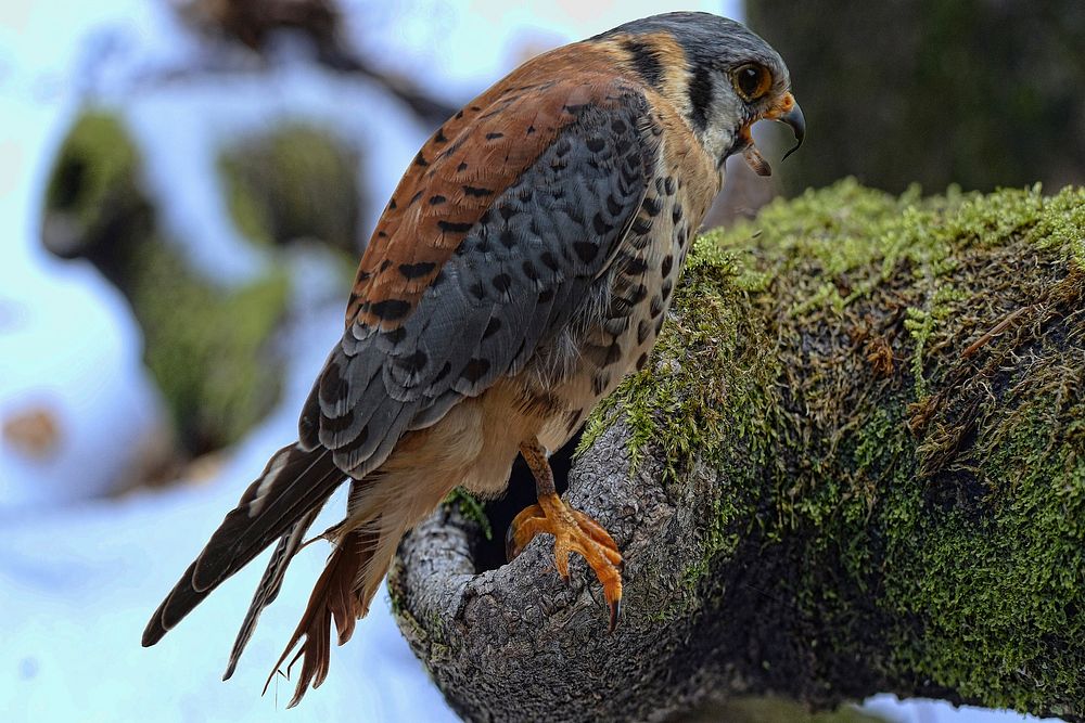 American Kestrel, bird photography. Free public domain CC0 image.