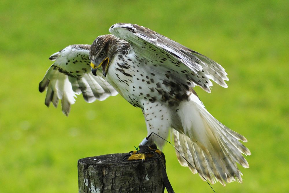 Falcon, bird photography. Free public domain CC0 image.