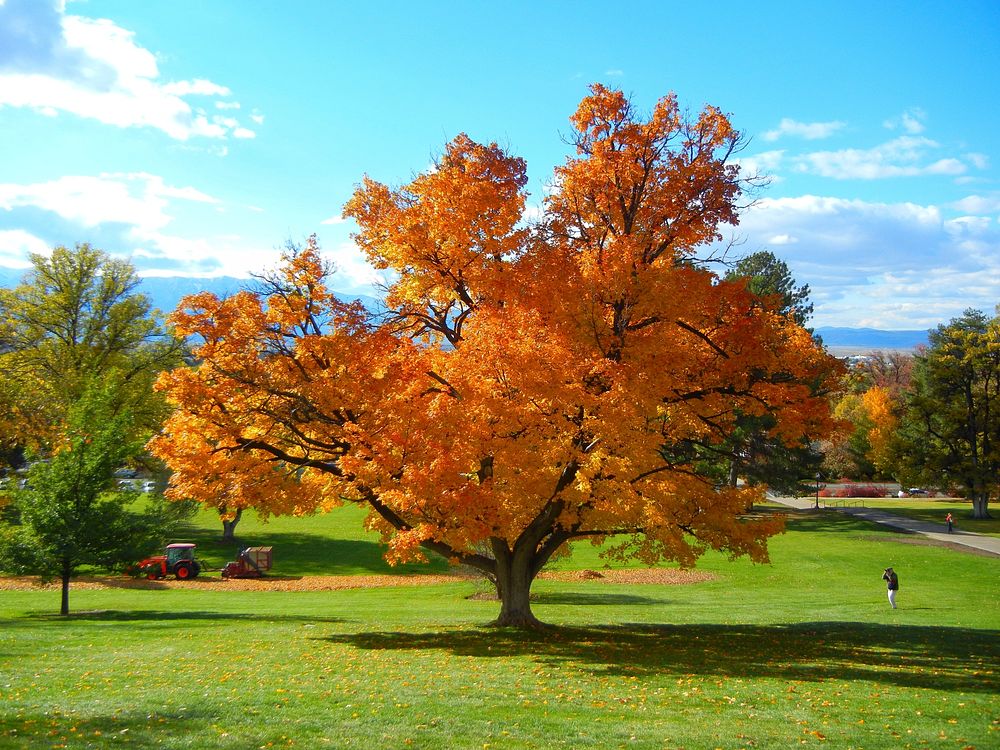 Autumn tree on golf course. Free public domain CC0 photo.