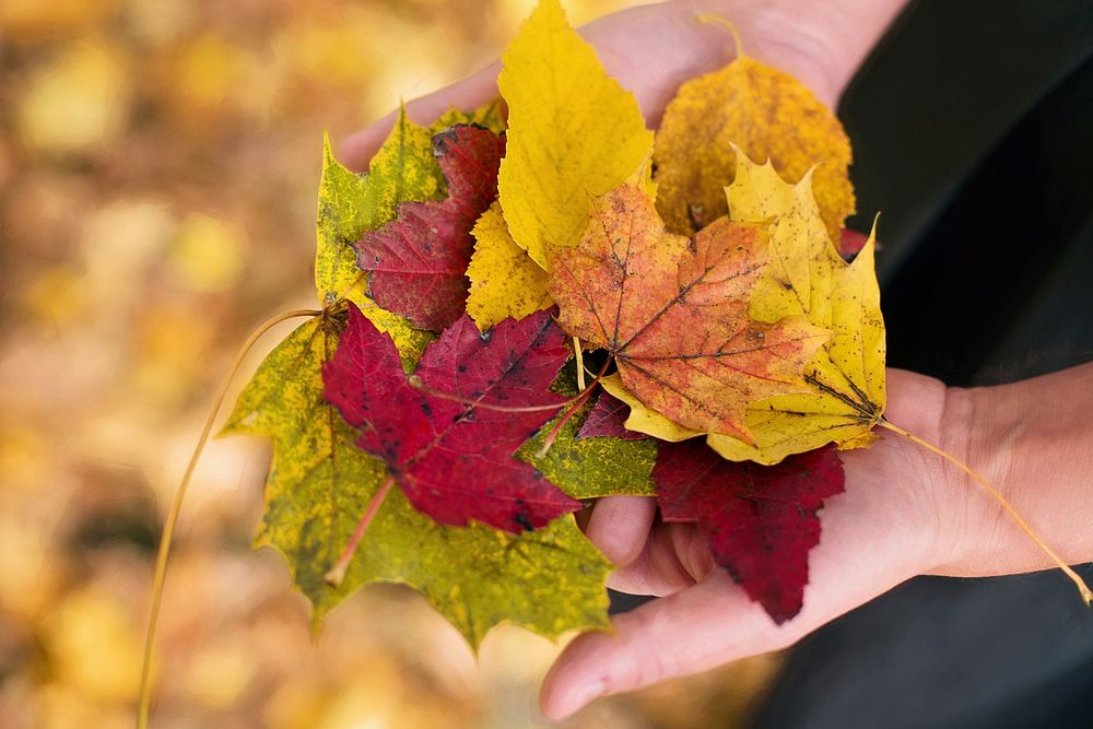 Autumn leaves, nature image. Free public domain CC0 photo.