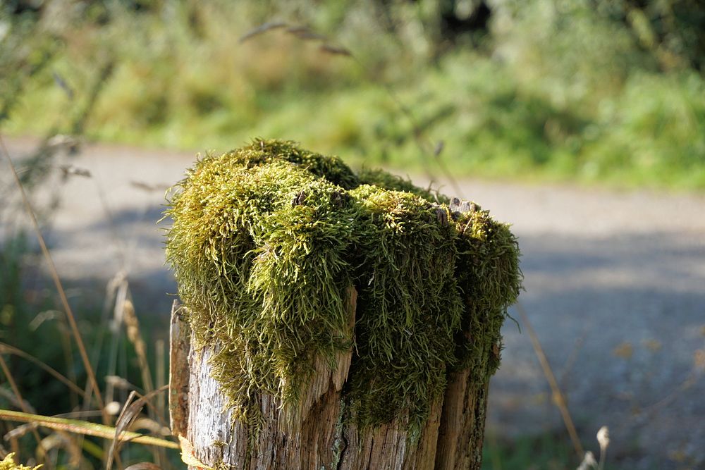 Moss on wood stump. Free public domain CC0 photo.