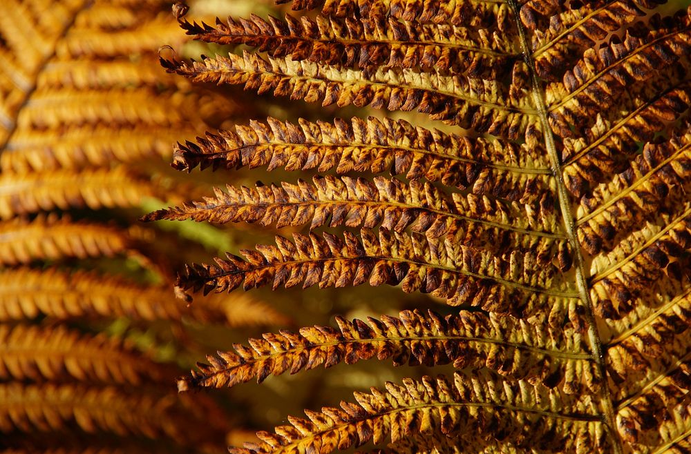 Autumn fern leaves. Free public domain CC0 photo.