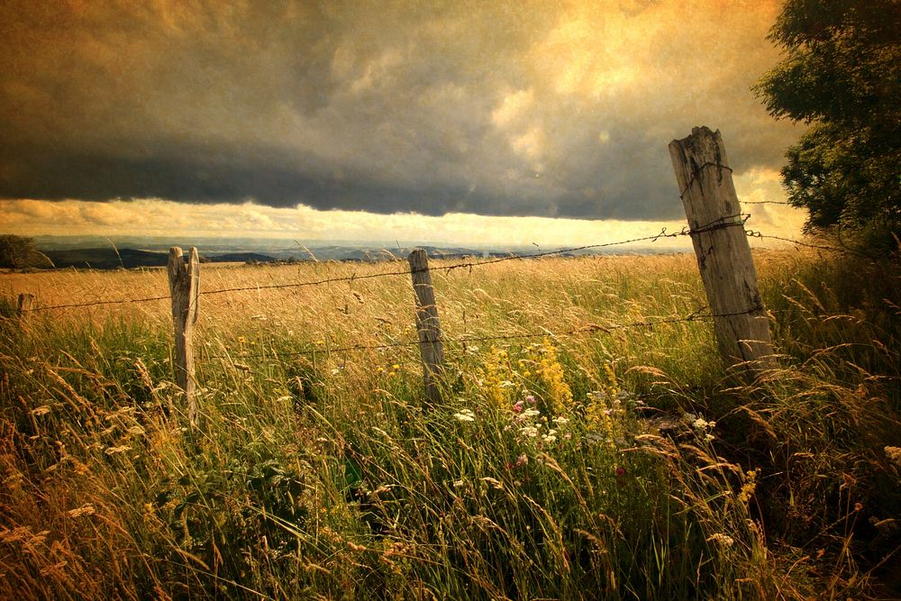 Agricultural wheat field. Free public domain CC0 photo.