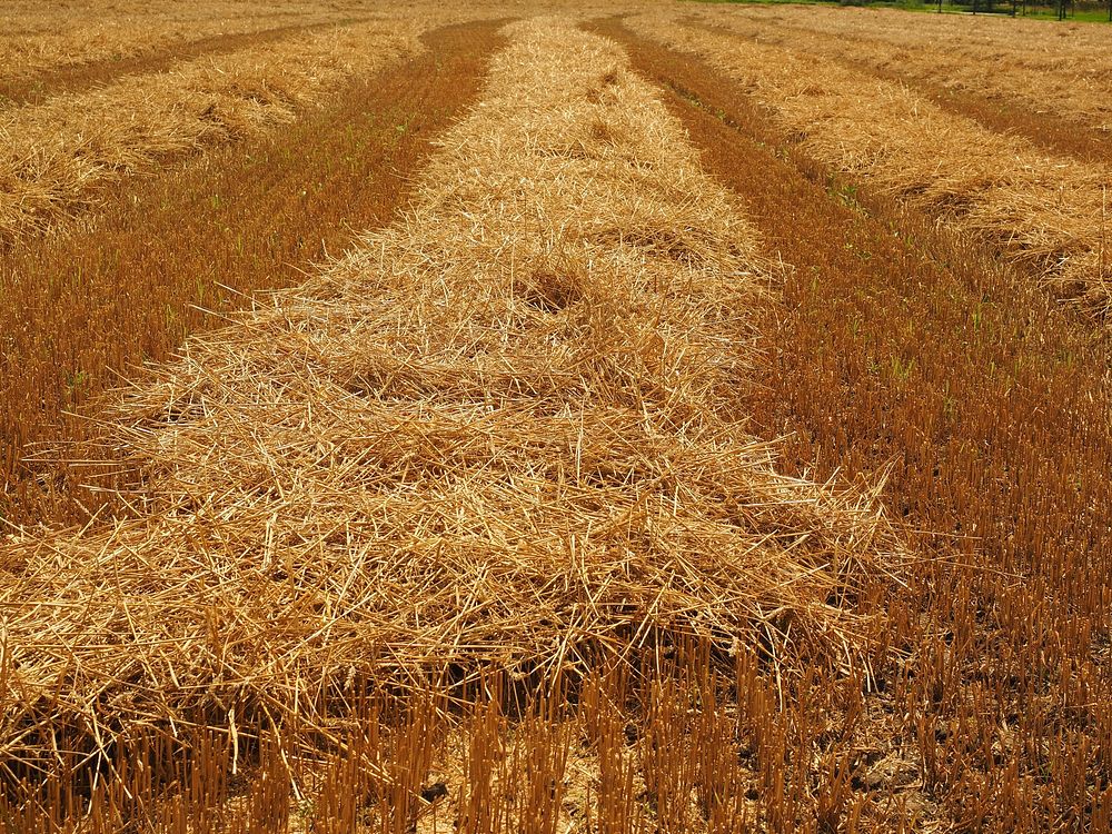 Wheat field. Free public domain CC0 photo.