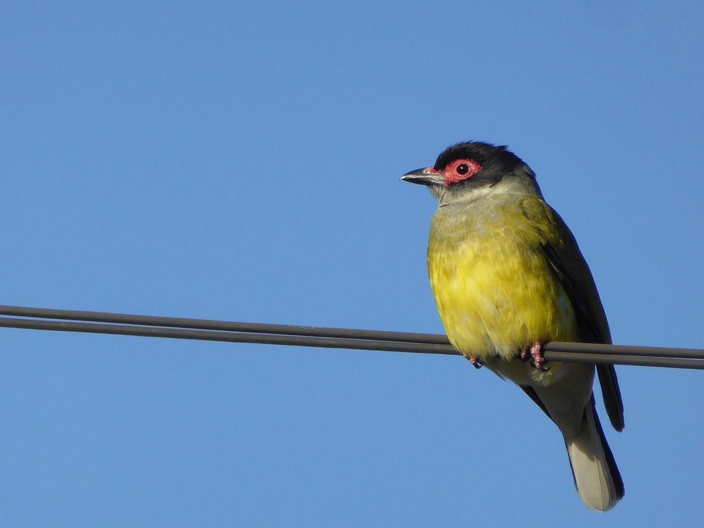 Small bird perched on cable, wildlife photography. Free public domain CC0 image.