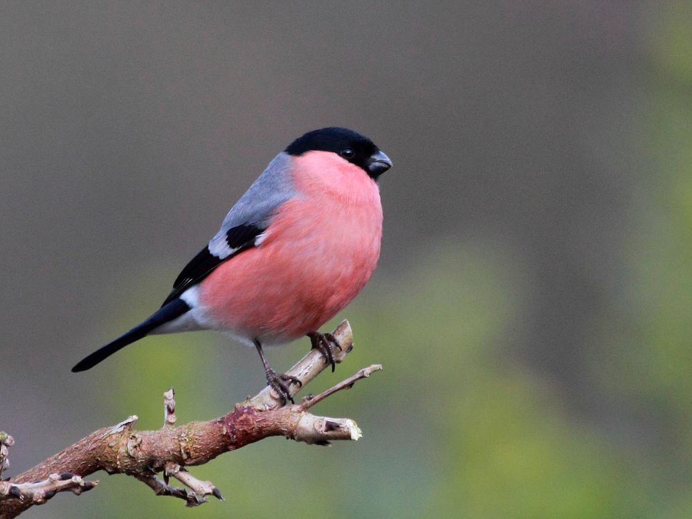 Eurasian bullfinch bird photo. Free public domain CC0 image.