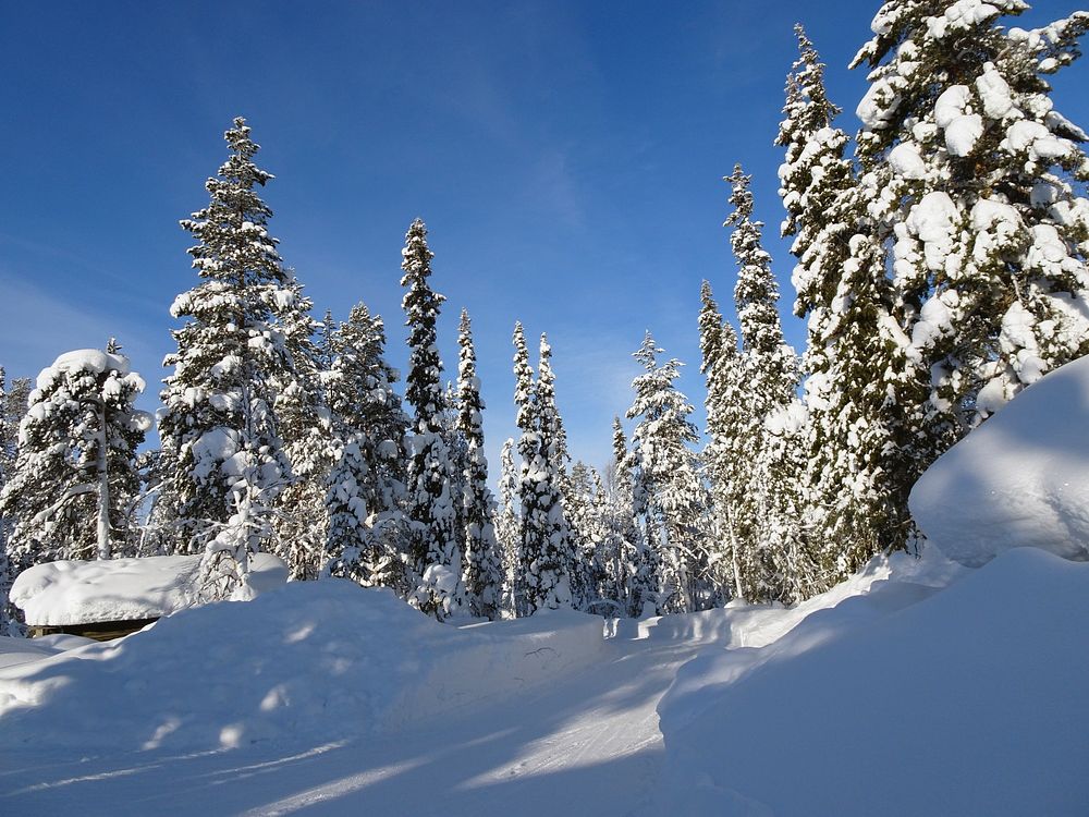 Snow covered trees in forest. Free public domain CC0 image. 